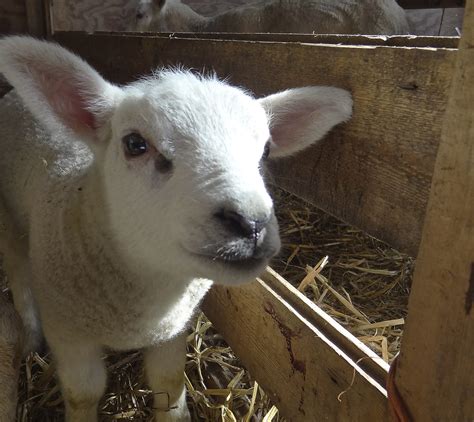 Lamb. | Lamb. At some farms it was open farm day on Easter M… | Flickr