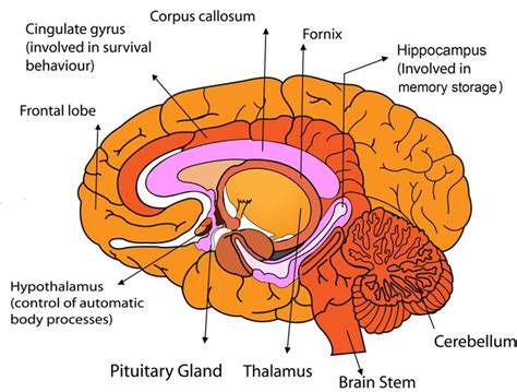 52 best images about Biology on Pinterest | Brain anatomy, Kid and Biology