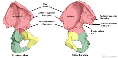 The Hip Bone - Ilium - Ischium - Pubis - TeachMeAnatomy