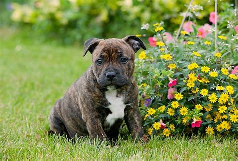 Brindle Staffordshire Bull Terrier