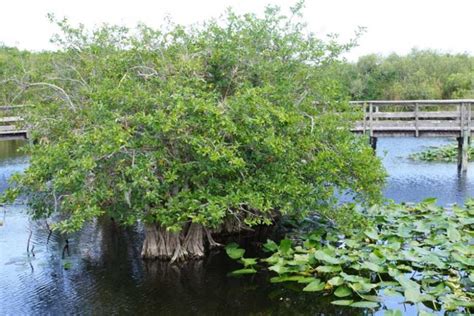 Annona glabra (Pond Apple)