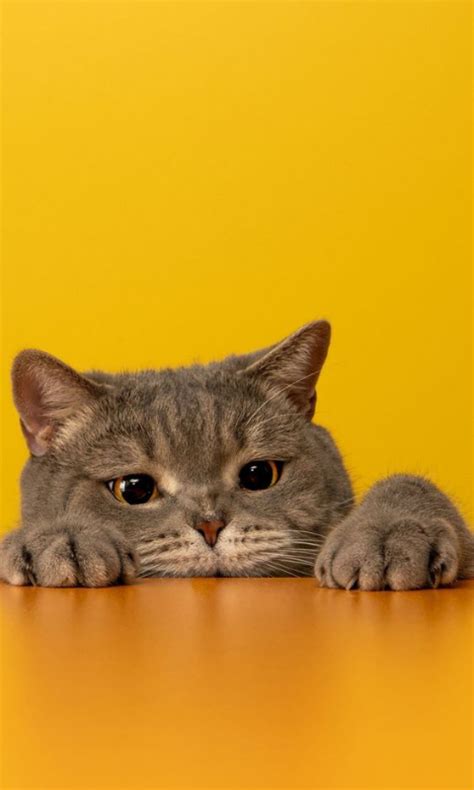 Funny Cat Wallpaper - App on the Amazon Appstore