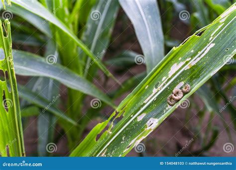 Corn Leaf Damaged by Fall Armyworm Spodoptera Frugiperda.Corn Leaves ...