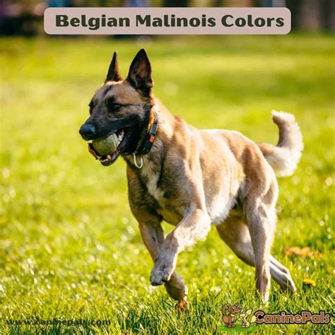 Complete Belgian Malinois Colors, Patterns and Pictures - Canine Pals