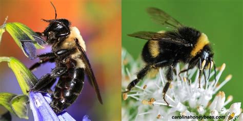 Carpenter Bee vs Bumble Bee - Carolina Honeybees