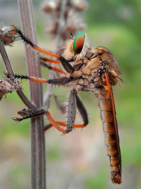 Stunning Macro Photography of Insects by Okqy Setiawan | 99inspiration