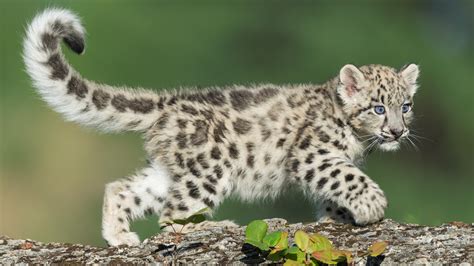 Cuteness alert: A pair of snow leopard cubs have graduated from ...