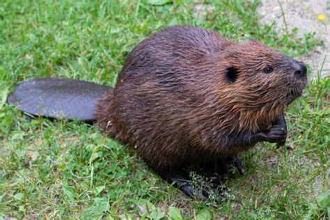 North American Beaver Facts - CRITTERFACTS