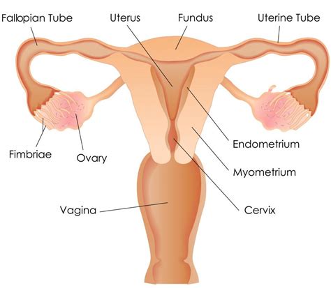 What is the Endometrial Cavity? (with pictures)