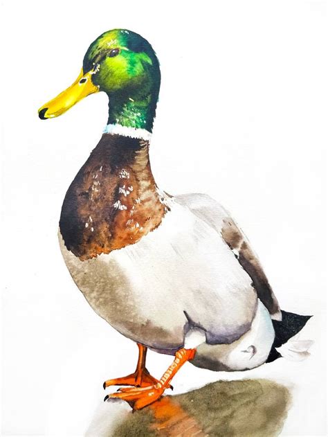 Mallard duck Painting by Yuliya Ozdemir | Saatchi Art