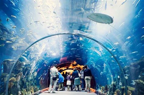 Explore the Mesmerizing Dubai Aquariums - Dubai Blog