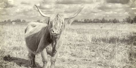 8 Rarest Cattle Breeds in the World - Rarest.org