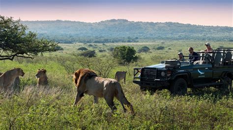 5 Best Eco-Friendly Safari Adventures in South Africa | Travel Insider