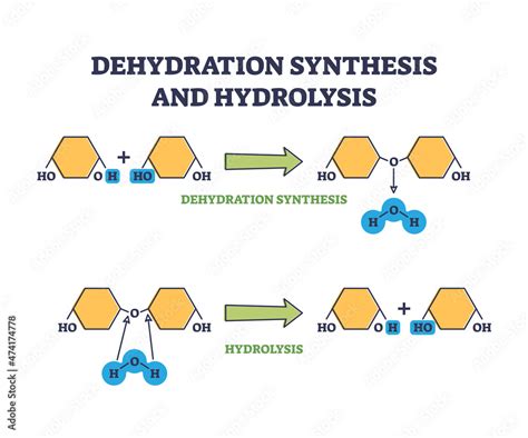 Dehydration Reaction Diagram