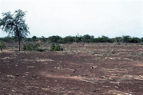 Deforestation increases frequency of thunderstorms locally in West ...