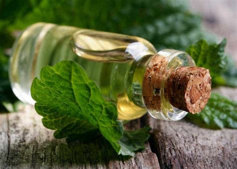 12 Gnat Repellent Essential Oils: Peppermint Oil, DIY Recipe » The ...