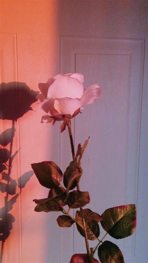 Pin by Marta Rochna on Poze de fundal | Aesthetic roses, Flower ...