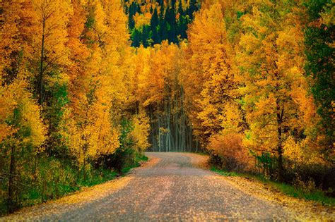 Autumn Serenity: An HD Wallpaper of Nature's Road