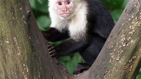 Capuchin - A-Z Animals