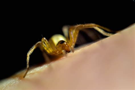 Macro Spider – BLOGGER PHOTOGRAPHY