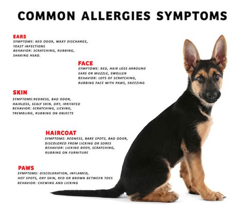 Allergic Dermatitis In Dogs