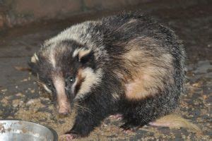 Hog Badger Facts, Habitat, Diet, Pictures