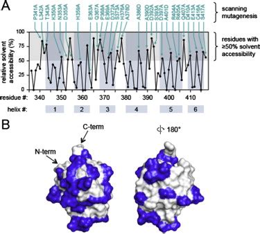 Alanine-Scanning Mutagenesis of Solvent-Accessible Residues in the ...