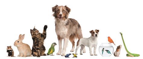 How to start a pet business - Dogslife. Dog Breeds Magazine