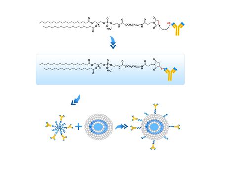 ImmunoFluor™-Maleimide (PEGylated) (Post-insertion) - Encapsula ...