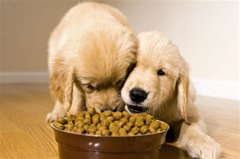 How to Feed Multiple Pets Without Conflict – American Kennel Club