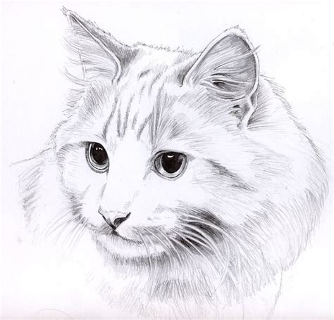 Compilation of Drawn Cats — Steemit