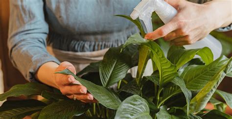 How to Care for Indoor Bonsai Trees: Techniques for Cultivating ...