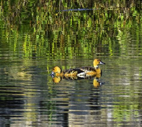 Fulvous Whistling Duck | Rare visitor to Albuquerque | Flickr