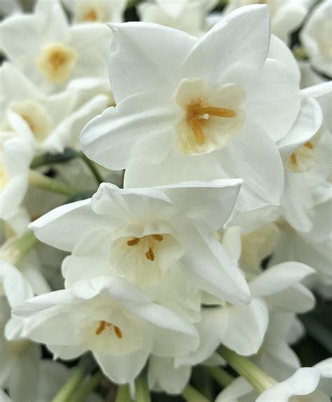 Paperwhite Narcissus – PurpleLeafWords