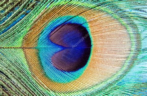 Indian peacock feather Stock Photo by ©johnanderson 68225157