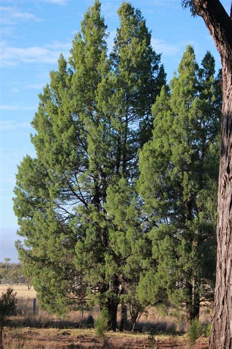 Cypress Pine to NSW Qld Vic ACT Only - Gardeners and Graziers