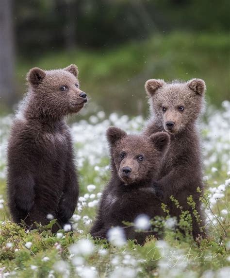 Three little Bears | Baby animals funny, Cute animal pictures, Cute ...