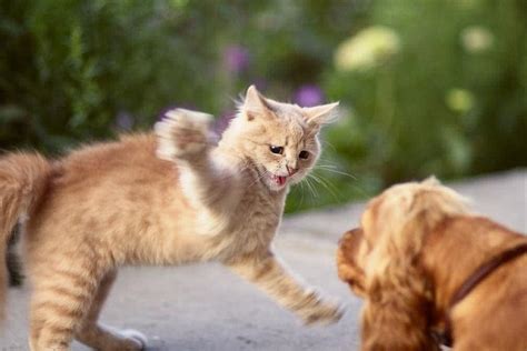 Dog Got Scratched by a Cat? Our Vet Explains What to Do | Hepper