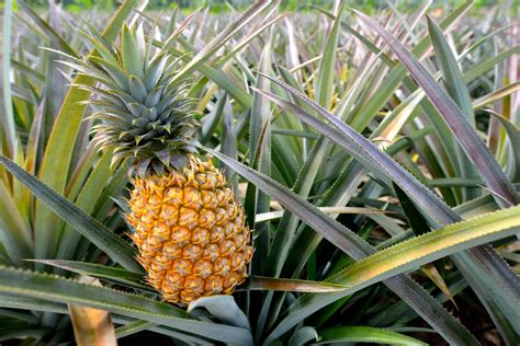 Maui Pineapple Farm Tour & Tasting | PMI Maui