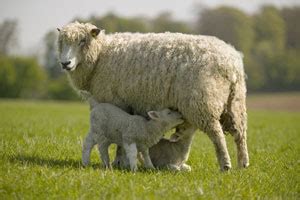 Conygree Farm: Traditional Breeds on Our Cotswolds Farm