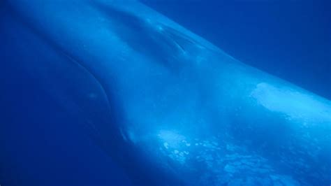 Pygmy blue whale – Balaenoptera musculus brevicauda - Centre for Marine ...