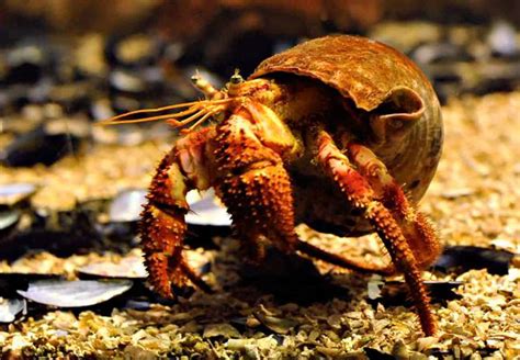 Hermit Crabs – Detailed Guide: Care, Diet, and Breeding - Shrimp and ...