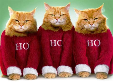 Grumpy Cat Christmas Wallpapers - Top Free Grumpy Cat Christmas ...