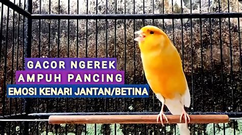 burung kenari gacor ngerek, ampuh buat pancingan kenari biar gacor ...