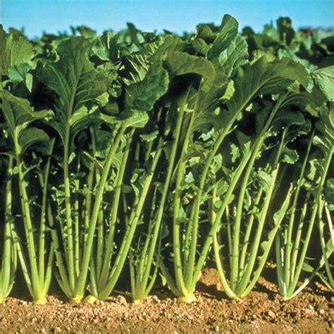 Topper Hybrid Turnip Greens | Gurney's Seed & Nursery Co.