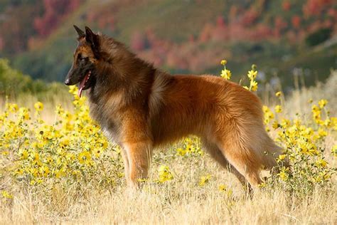 Bluetick Beagle vs Belgian Shepherd Dog (Tervuren) - Breed Comparison