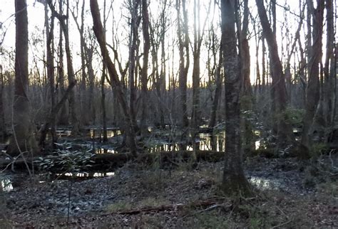 Swamp night Photograph by Jeremy Miles - Fine Art America