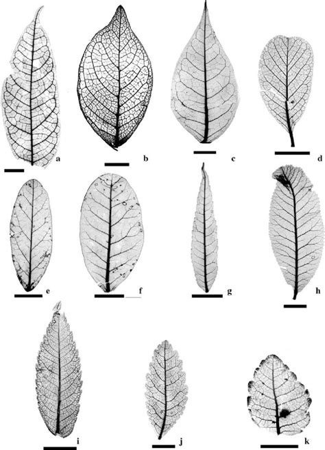 Related image | Pattern, Veins, Leaves