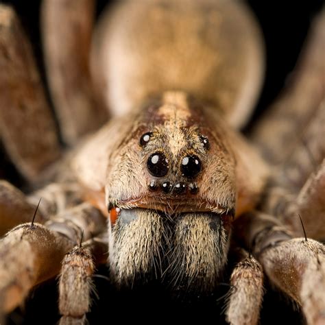 How to Get Rid of Spiders on Your Christmas Tree This Holiday Season