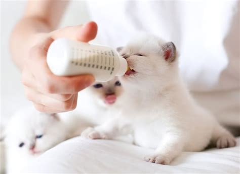 6 Tips for Safely Bottle Feeding Kittens | PetMD